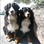 cousins Nanuq & Nemo in summer 2009