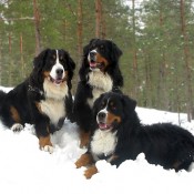 Nanuq, Nemo in the middle and brother Hiski (3/2009)