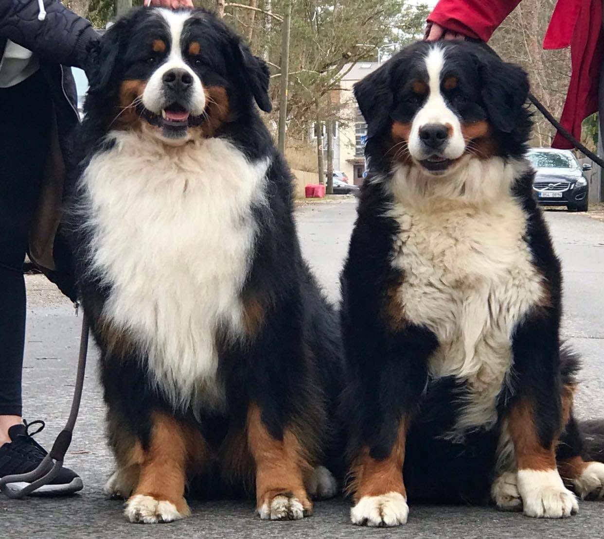 Aslan's sire Ridon Hennet Ärtu & dam Keysi od Zlateho Roxe