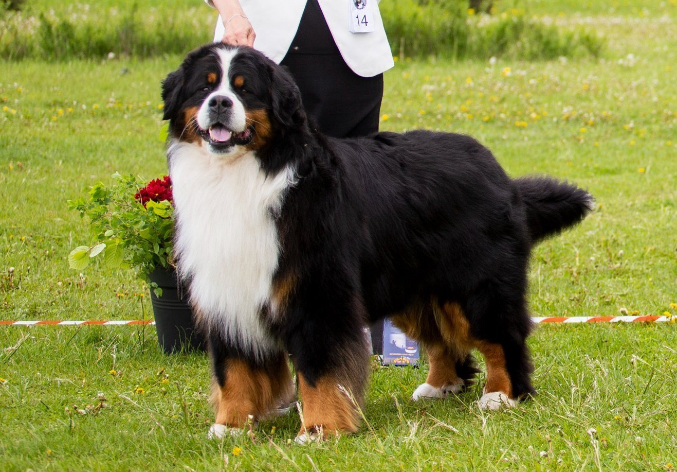 Aslan's sire Ridon Hennet Ärtu