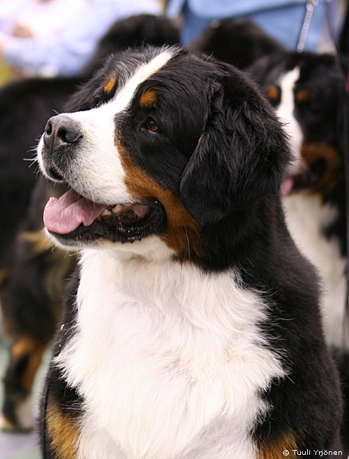 Degrasso bernese 2024 mountain dogs